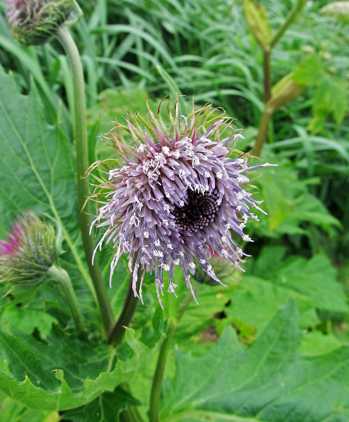 Image of Cirsium kamtschaticum specimen.