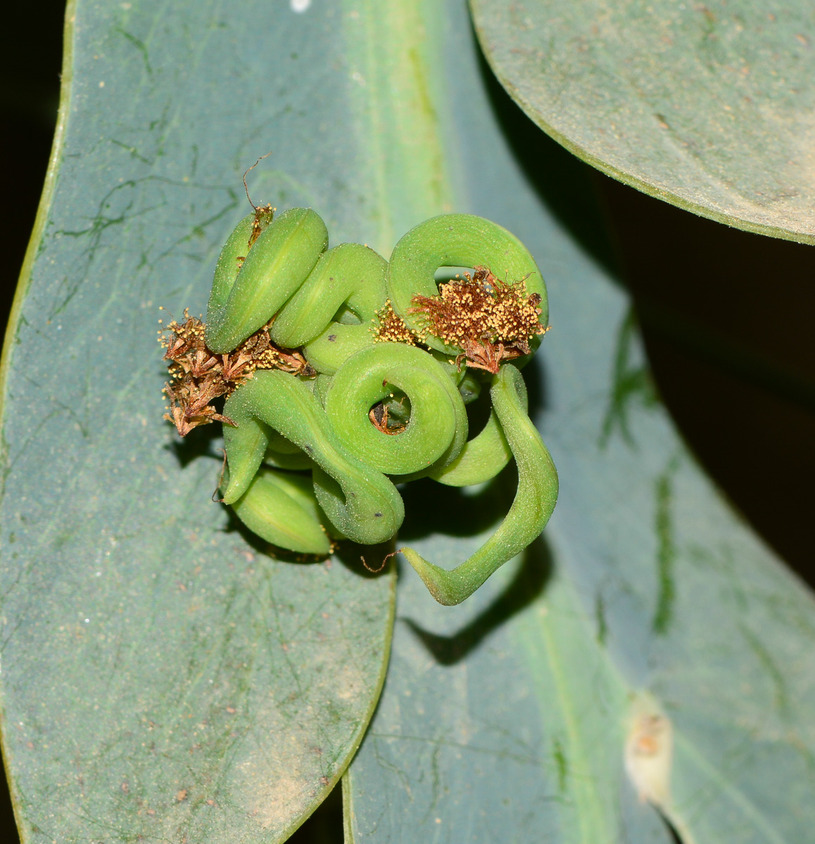 Изображение особи Acacia glaucoptera.