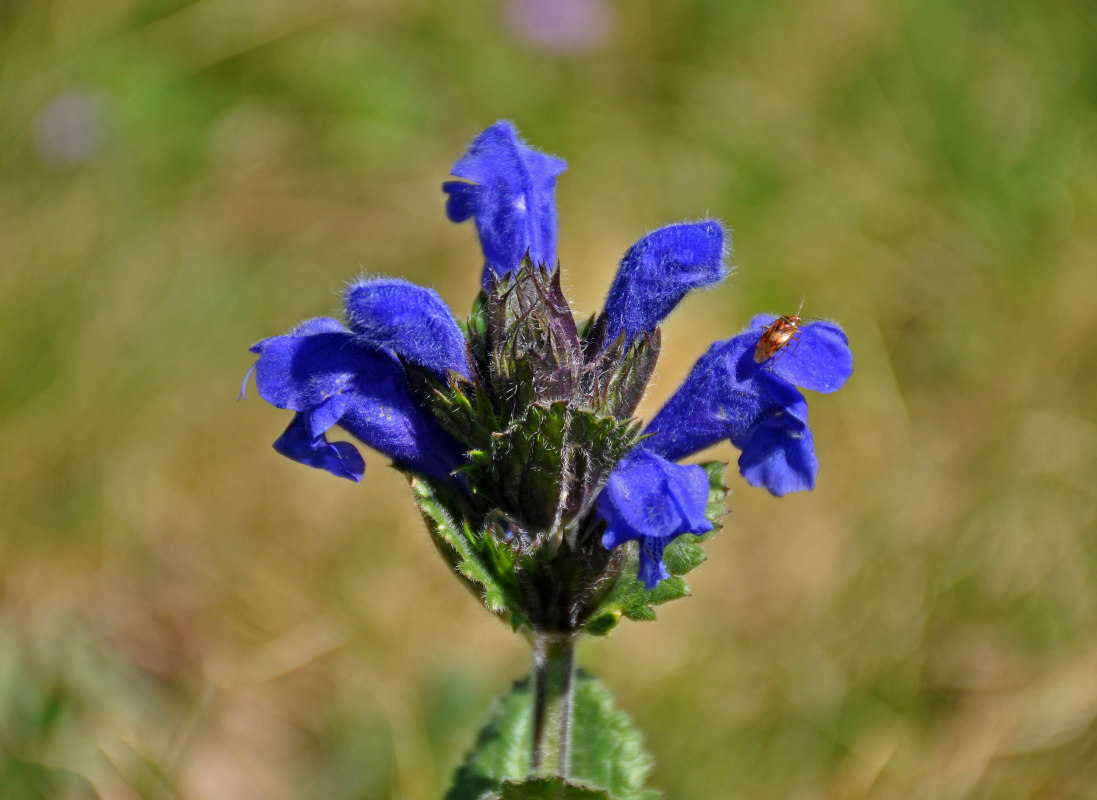 Image of Dracocephalum grandiflorum specimen.