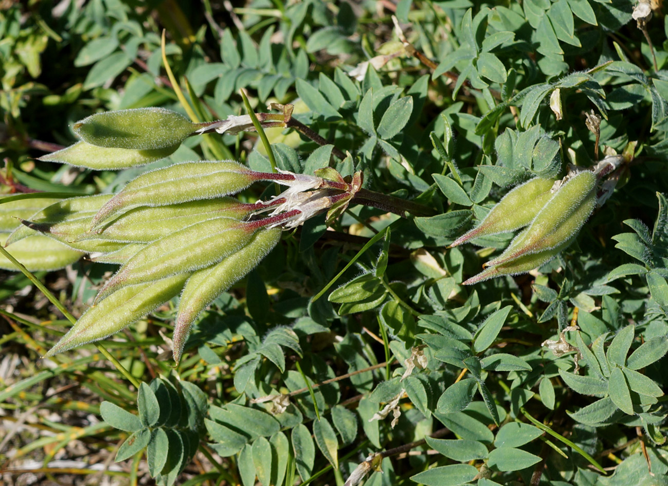 Image of Oxytropis revoluta specimen.