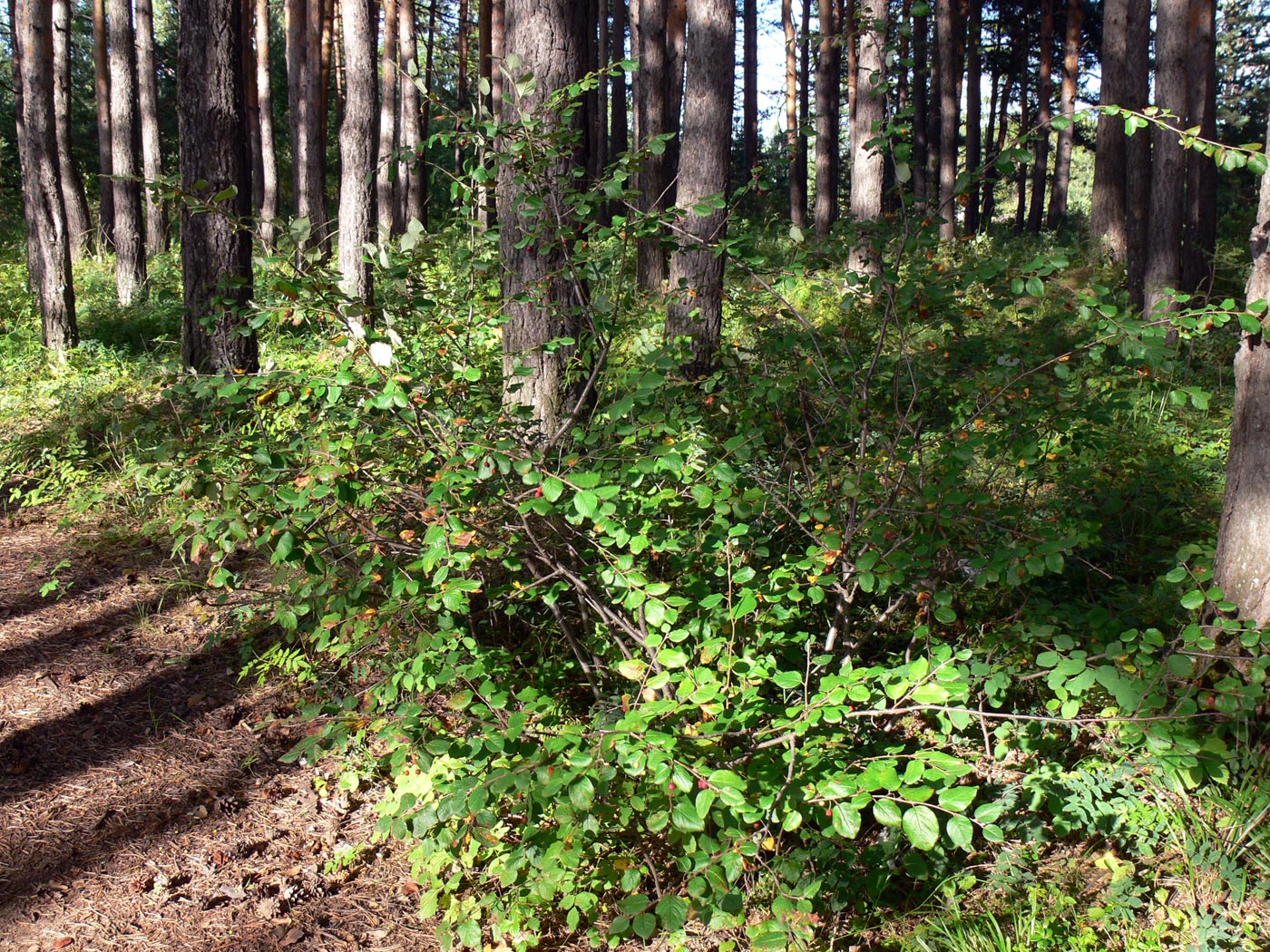 Изображение особи Cotoneaster melanocarpus.