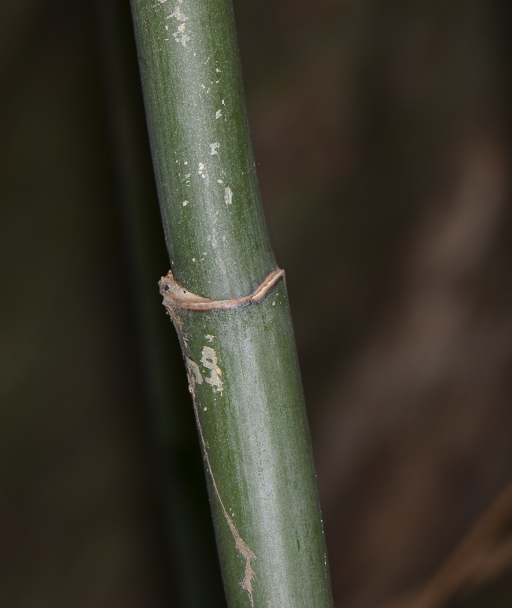 Image of genus Chamaedorea specimen.