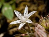 Sedum eriocarpum подвид spathulifolium. Цветок. Греция, о-в Крит, ном Ханья (Νομός Χανίων), дим Сфакион (Δήμος Σφακίων), Самарийское ущелье (Φαράγγι Σαμαριάς), на подпорной стенке. 26 июня 2017 г.