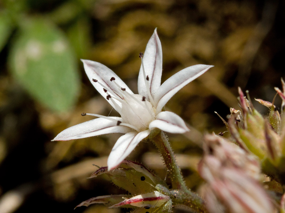 Image of Sedum eriocarpum ssp. spathulifolium specimen.