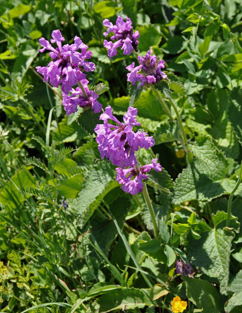 Image of Betonica macrantha specimen.