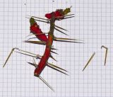 Image of taxon representative. Author is Татьяна Мальчинская