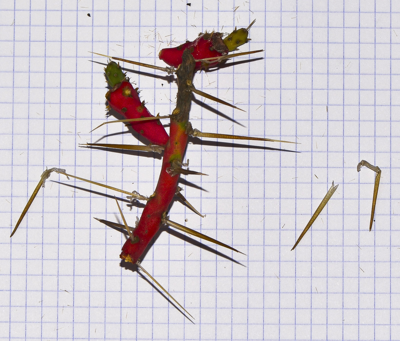 Image of Cylindropuntia leptocaulis specimen.