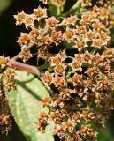 Spiraea japonica