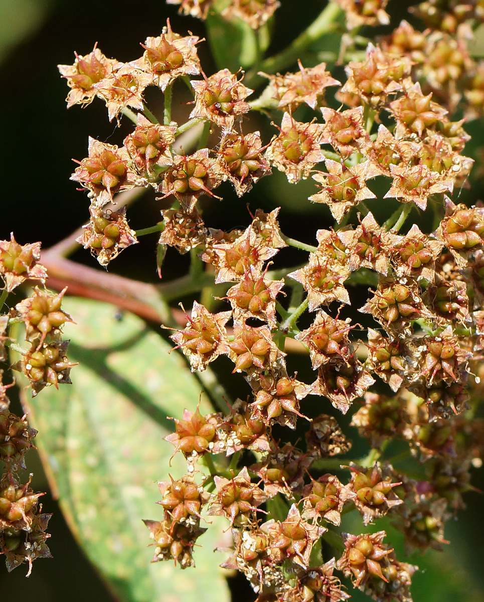 Image of Spiraea japonica specimen.