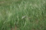 Stipa capillata. Цветущие растения. Бурятия, окр. Улан-Удэ, степной склон. 25.07.2009.