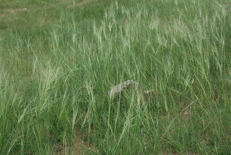 Image of Stipa capillata specimen.