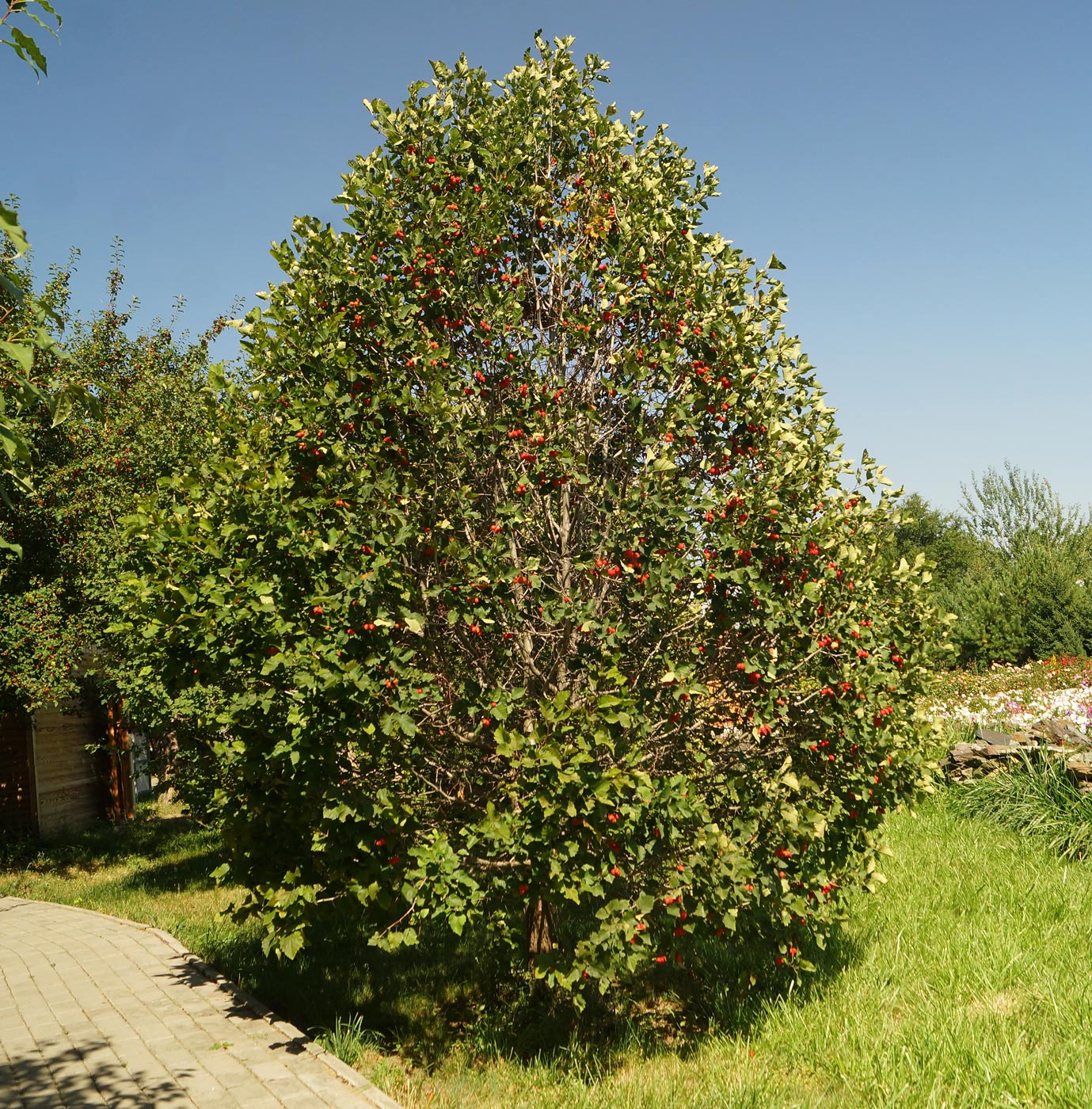Изображение особи Crataegus submollis.