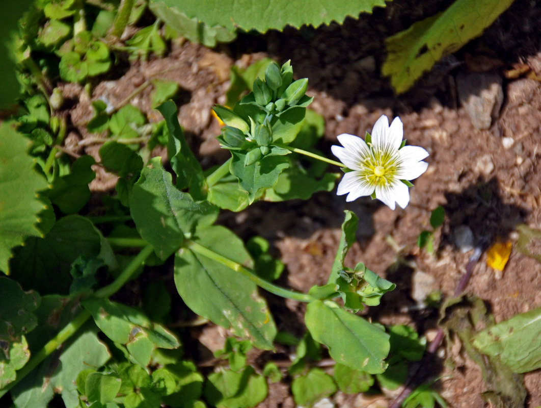 Изображение особи Cerastium davuricum.