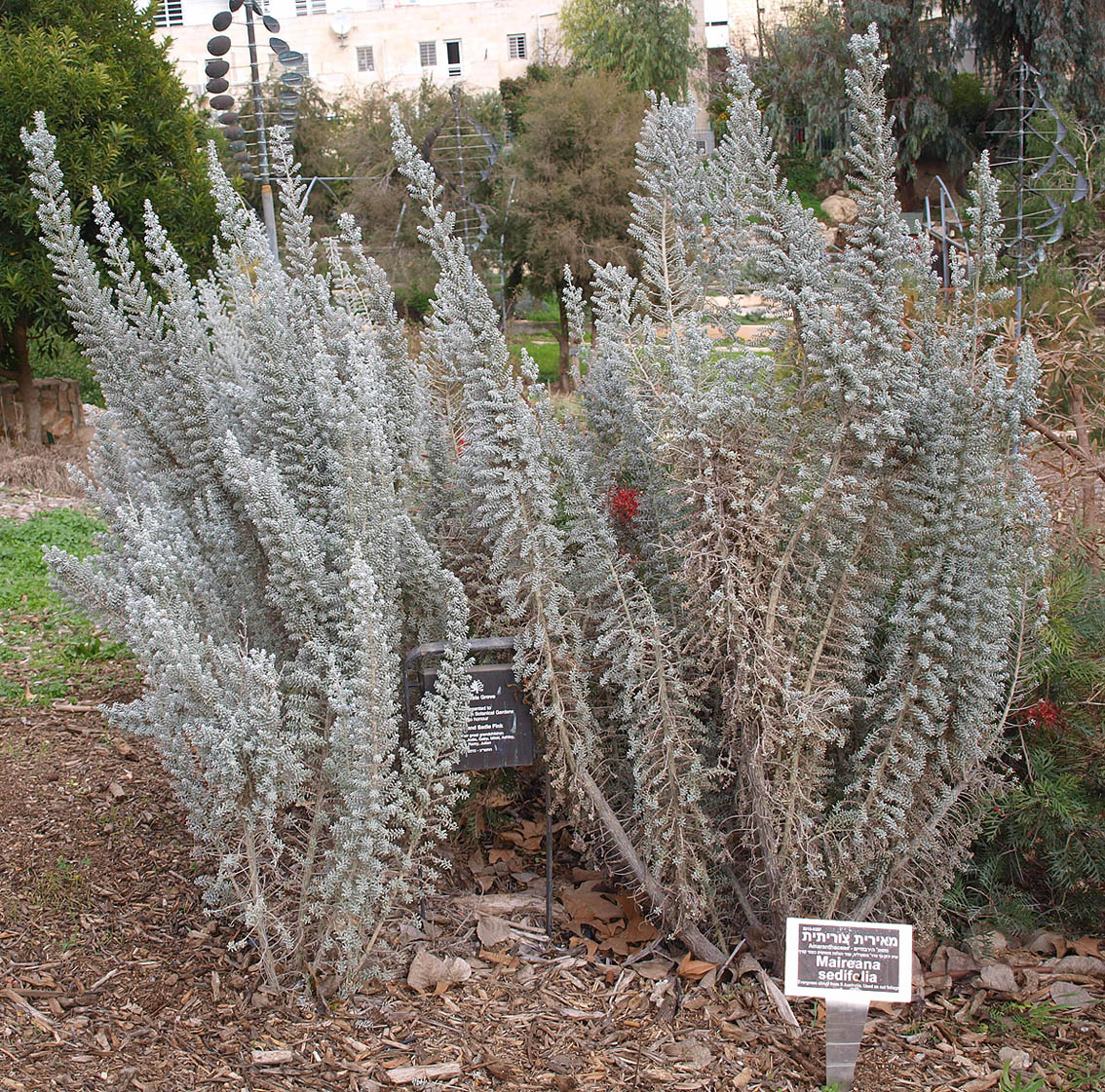 Image of Maireana sedifolia specimen.