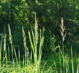 Calamagrostis