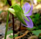 Viola mirabilis. Цветок. Чувашия, окр. г. Шумерля, Кумашкинский заказник, Соколова поляна. 30 апреля 2008 г.