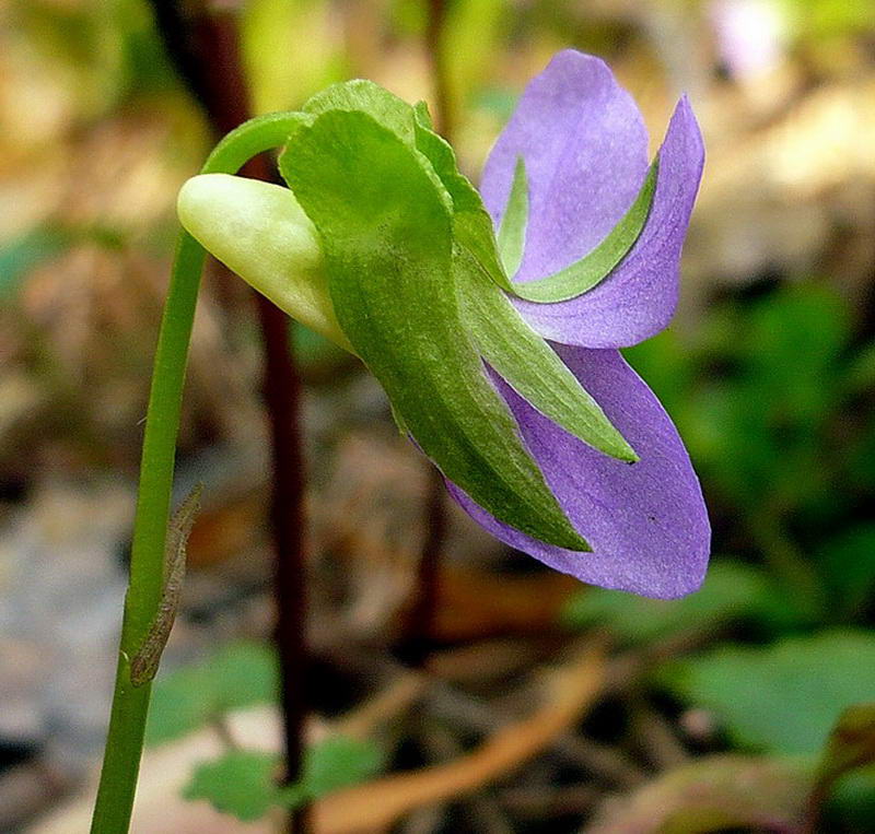 Изображение особи Viola mirabilis.