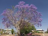 Jacaranda mimosifolia. Цветущее дерево. Австралия, северо-восточный Квинсленд, дер. Юнгаберра, в озеленении. Конец сухого сезона (сезон gurreng). 06.10.2009.