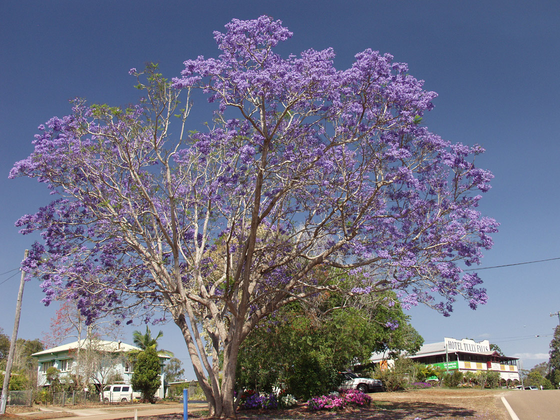 Image of Jacaranda mimosifolia specimen.