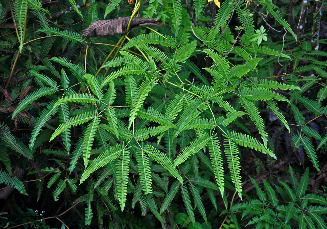 Image of Dicranopteris linearis specimen.