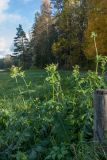 Cirsium oleraceum. Плодоносящие растения. Псковская обл., Пушкиногорский р-н, окр. усадьбы Михайловское, сырой луг. 15.10.2017.