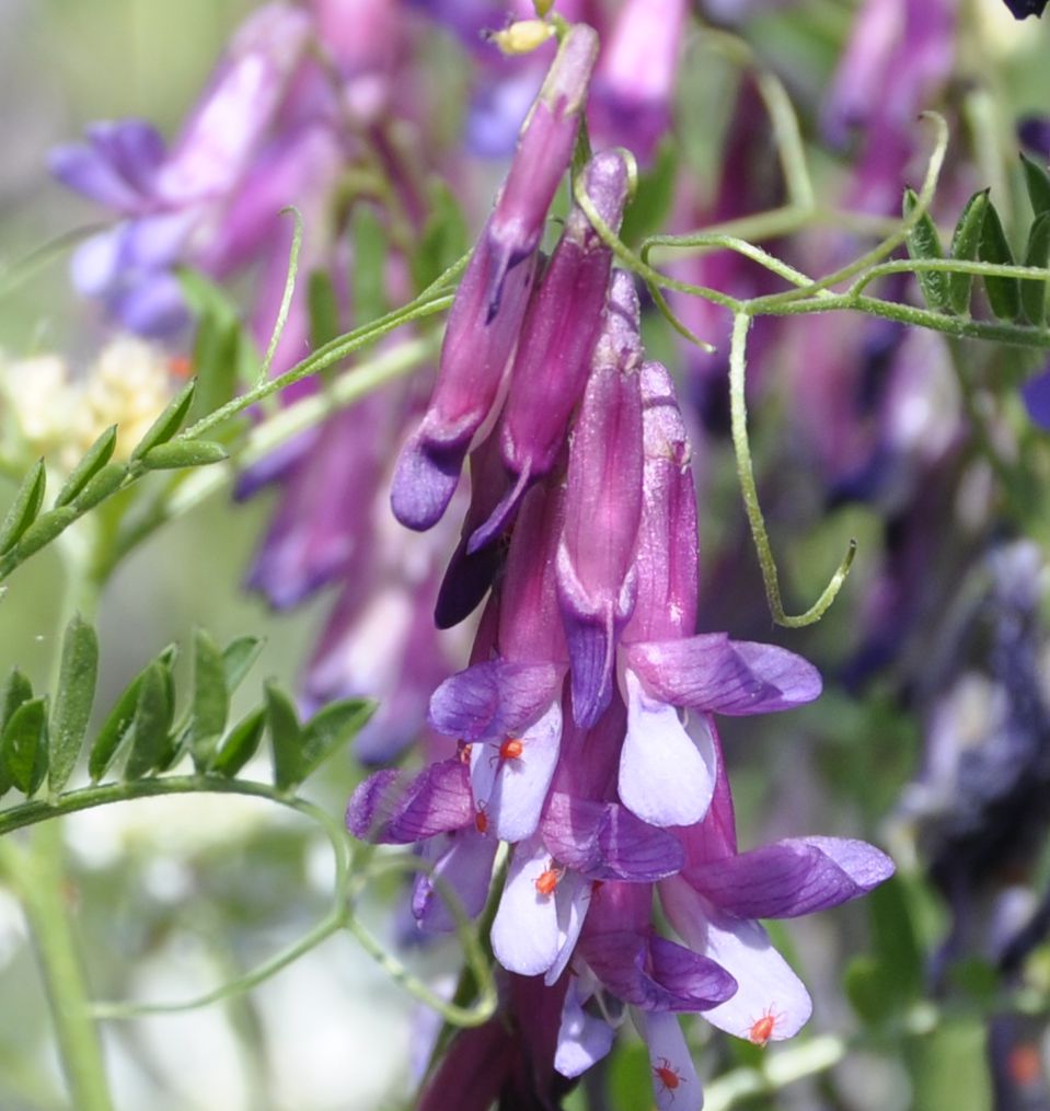 Image of Vicia varia specimen.