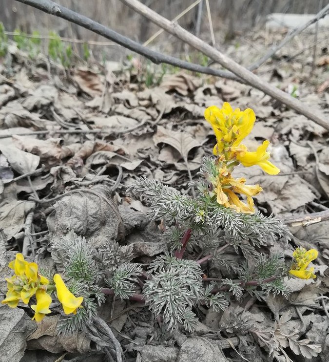 Image of Corydalis speciosa specimen.