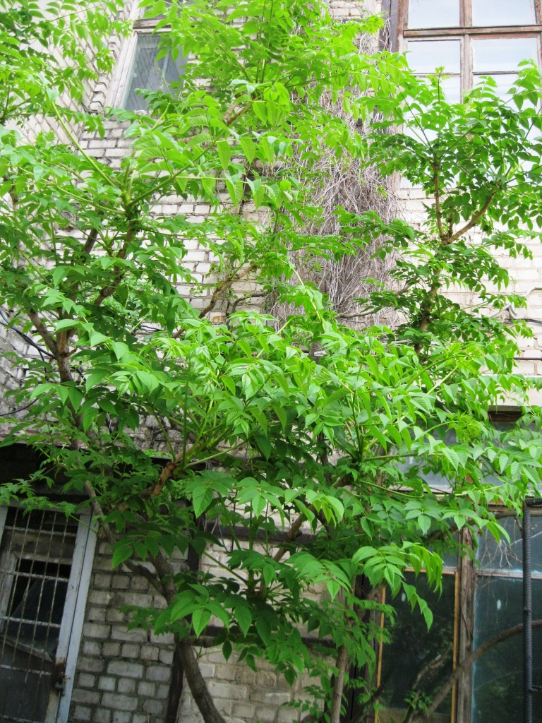 Image of Aralia elata specimen.