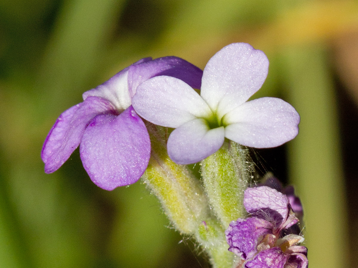 Изображение особи Matthiola tricuspidata.