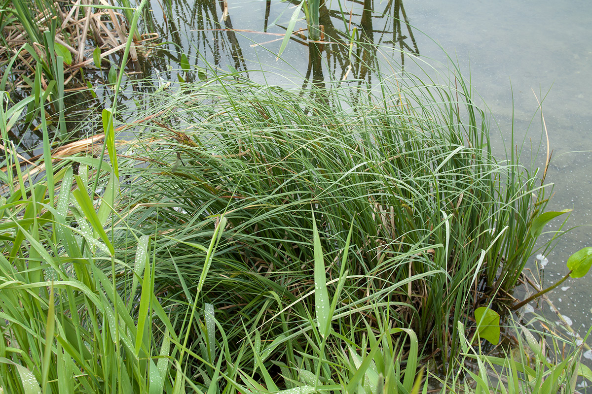 Изображение особи Carex rostrata.