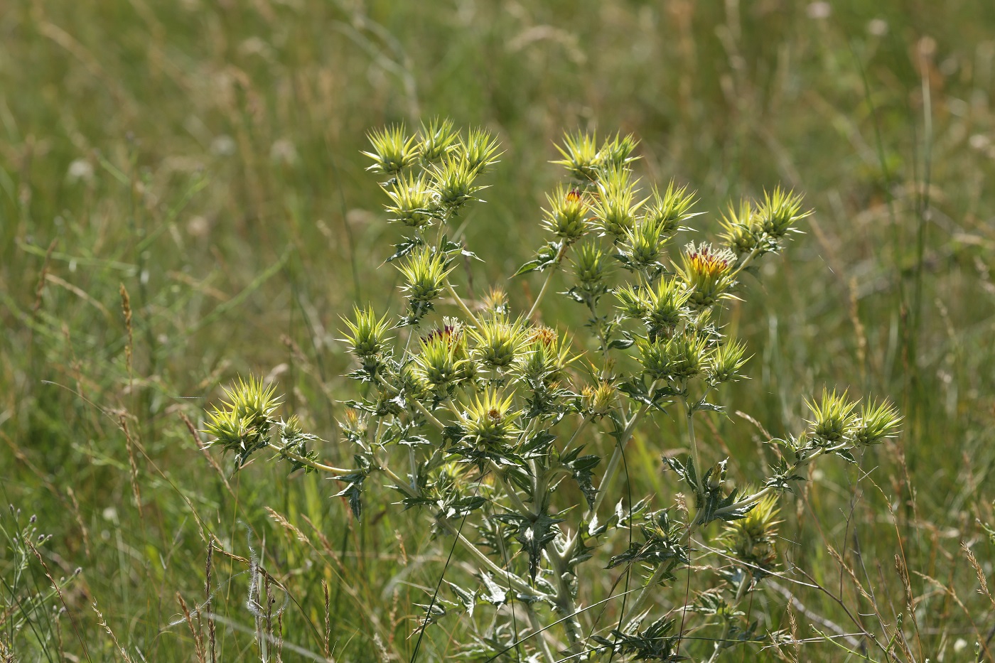 Image of Cousinia minkwitziae specimen.