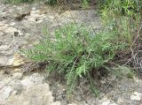 genus Cephalaria. Розетка прикорневых листьев. Дагестан, Кумторкалинский р-н, скальное обнажение на склоне горы. 06.05.2018.