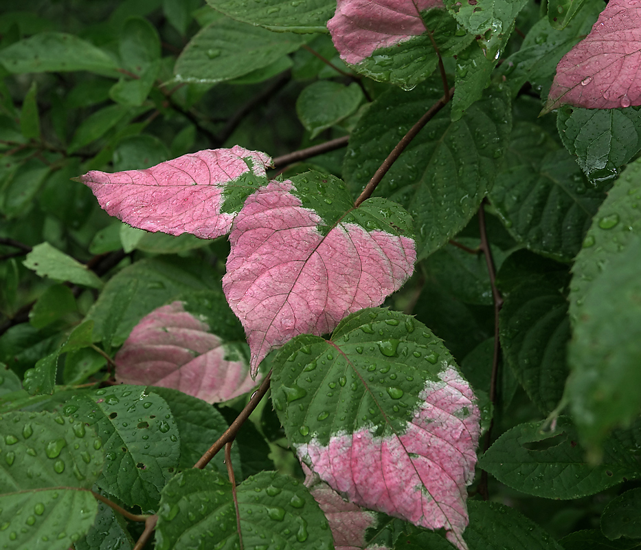 Изображение особи Actinidia kolomikta.