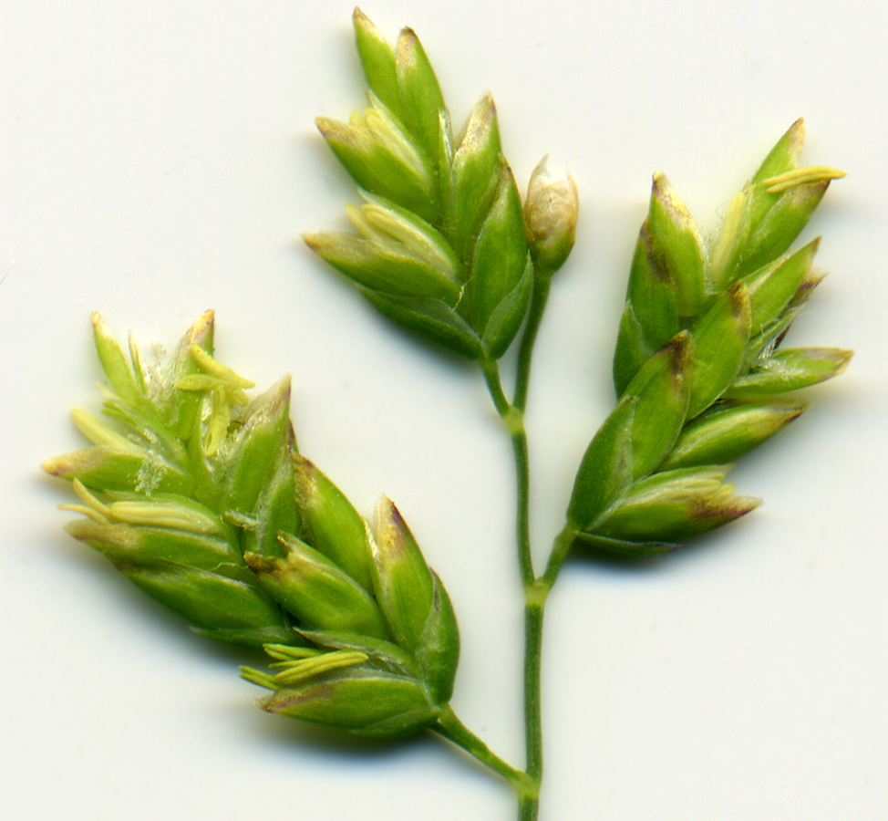 Image of Poa annua specimen.