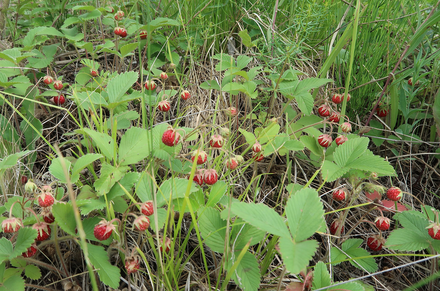 Изображение особи Fragaria viridis.