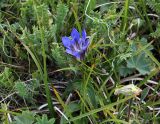 Gentiana septemfida. Зацветающее растение. Карачаево-Черкесия, Тебердинский заповедник, хр. Малая Хатипара, альпийский луг. 22.07.2018.