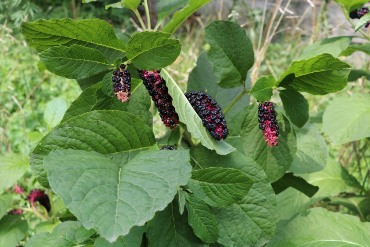 Image of Phytolacca acinosa specimen.