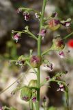 Scrophularia bicolor