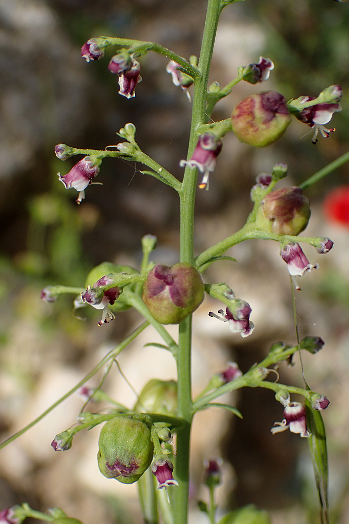 Изображение особи Scrophularia bicolor.