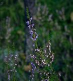 Calluna vulgaris