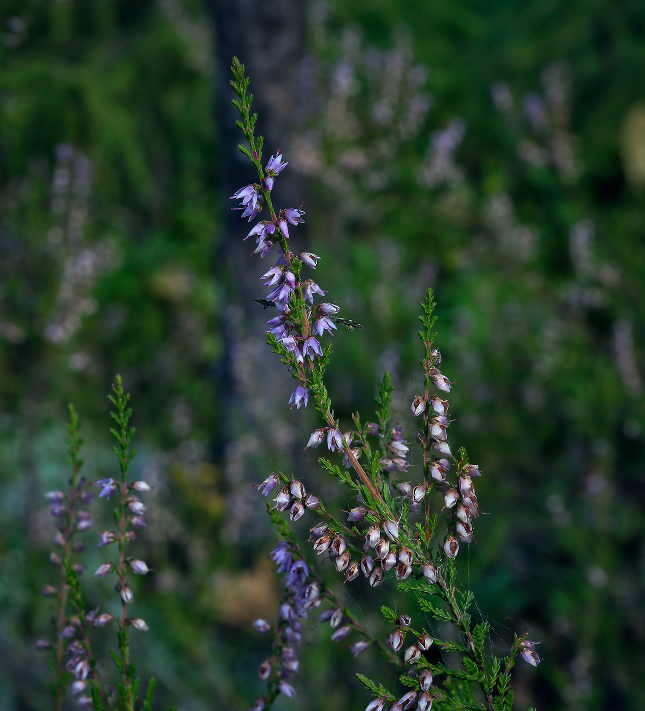 Image of Calluna vulgaris specimen.