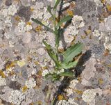 Leucanthemum vulgare. Часть побега. Грузия, Казбегский муниципалитет, окраина с. Степанцминда, зап. склон горы Куро, горный луг. 31.07.2018.