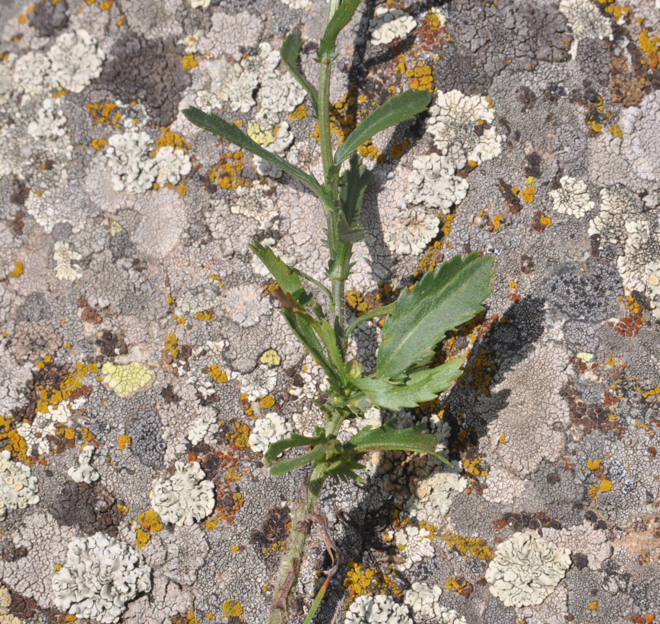 Image of Leucanthemum vulgare specimen.