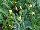 Brassica oleracea var. capitata