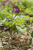 Lathyrus vernus. Цветущее растение. Псковская обл., Себежский р-н, берег озера, поляна в сосновом лесу. 01.05.2018.