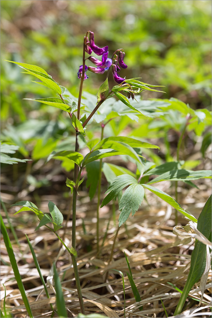 Изображение особи Lathyrus vernus.