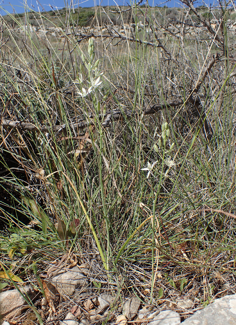 Image of Ornithogalum narbonense specimen.