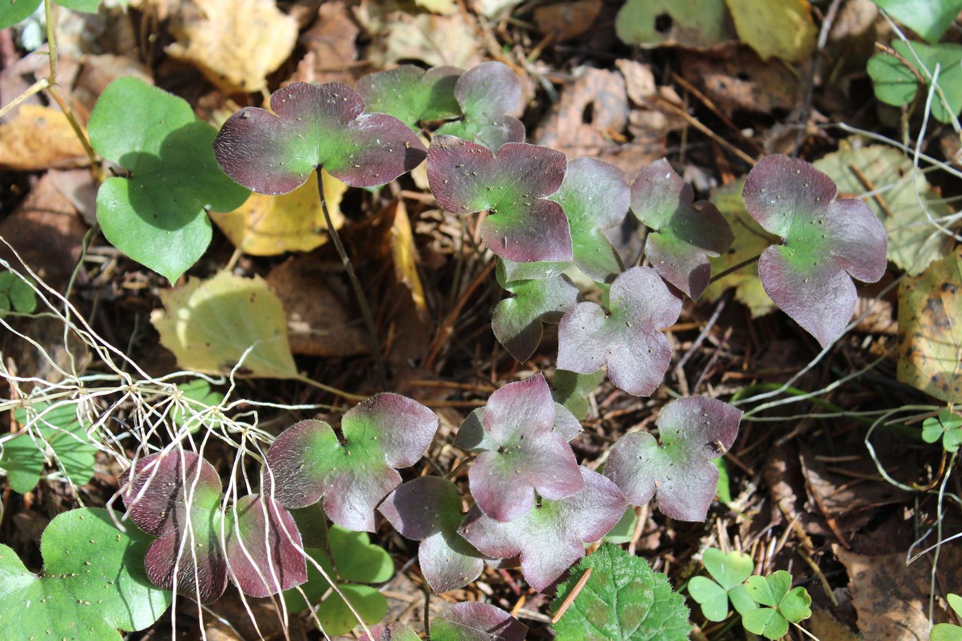 Image of Hepatica nobilis specimen.