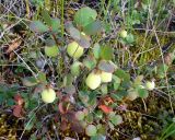 Vaccinium uliginosum. Верхушка растения с незрелыми плодами. Чукотка, Билибинский р-н, окр. г. Билибино, склон сопки около БАЭС, лиственничное заболоченное редколесье. 17.08.2018.