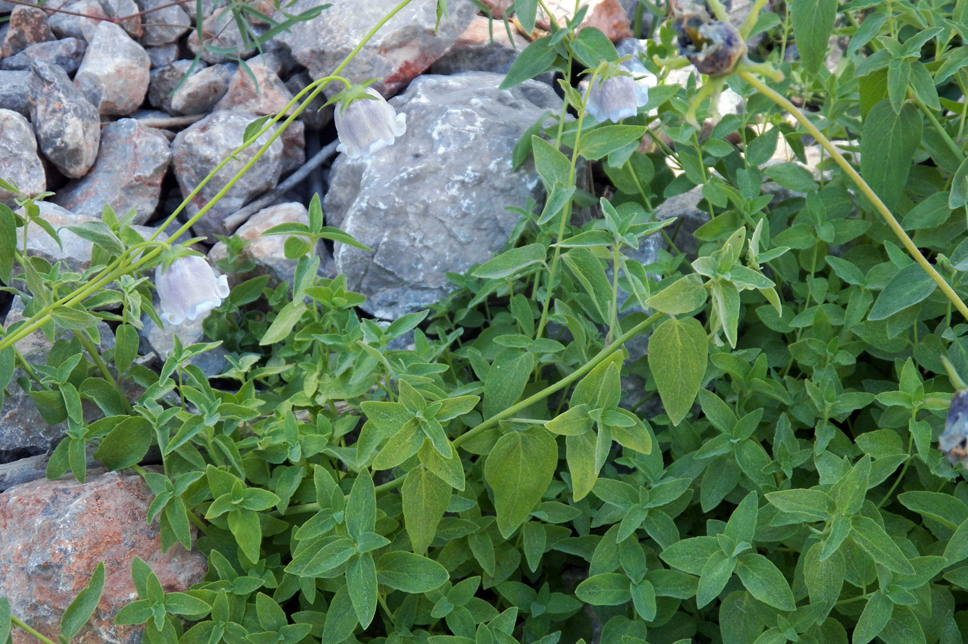 Image of Codonopsis bactriana specimen.